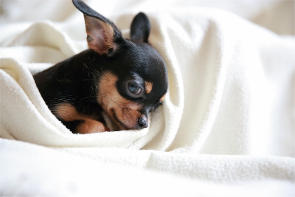 ホームページをリニューアルしました！